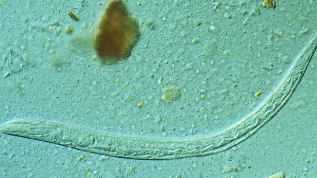 Larva strongyloides stercoralis