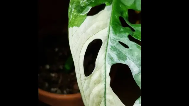 Monstera adansonii variegata