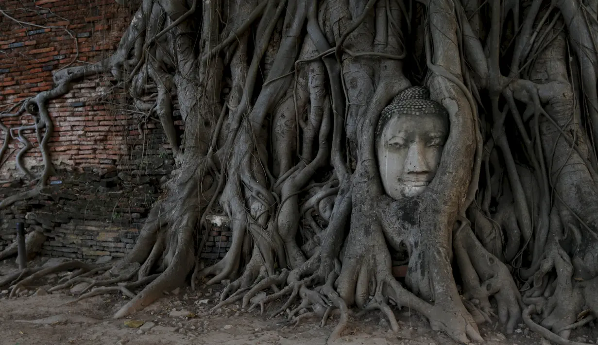 Sebuah kepala patung Buddha terlihat di antara akar pohon di kuil Wat Mahathat, Ayutthaya, Thailand (25/12/2015). Patung ini menjadi daya tarik tersendiri karena tidak ditemukan sisa bagian tubuh di sekitar pohon. (REUTERS/Jorge Silva)