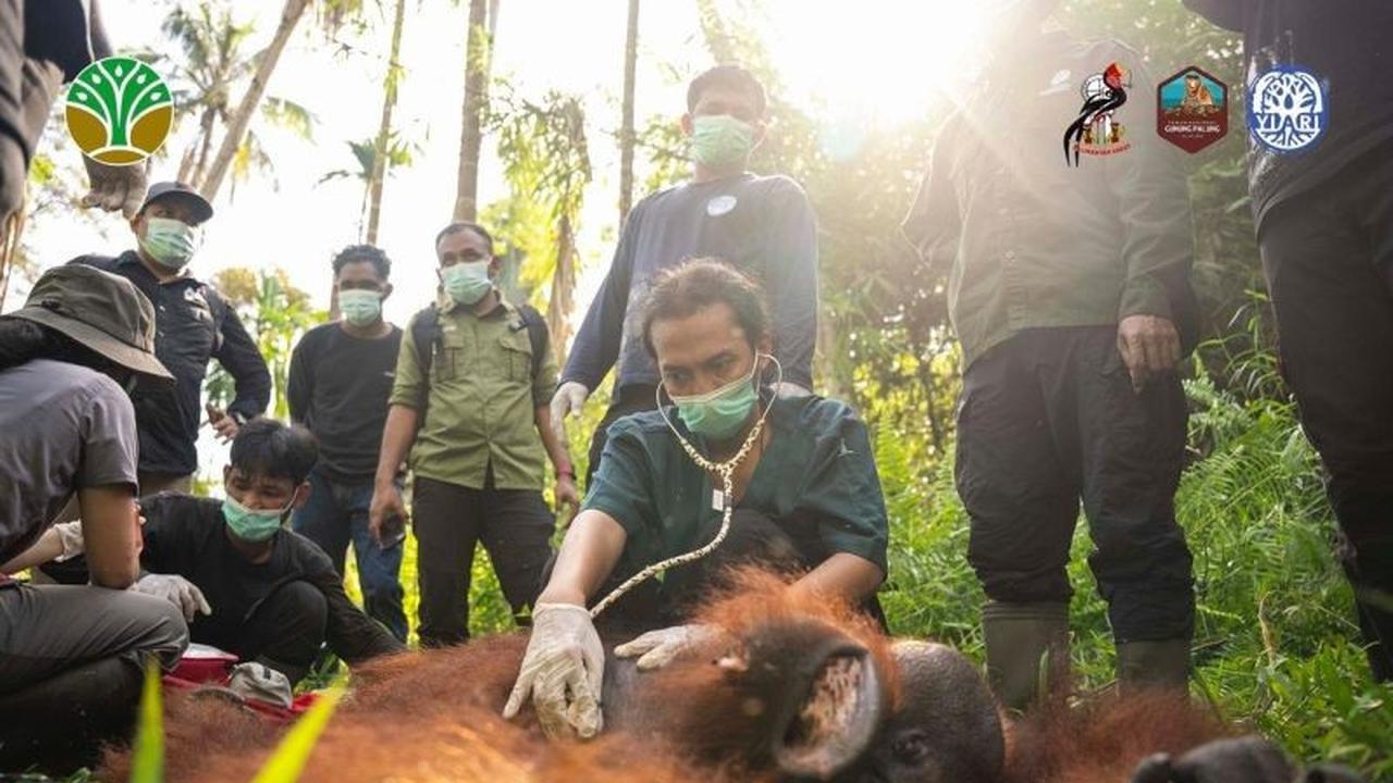 BKSDA dan YIARI Sukses Translokasi Orangutan di Kayong Utara, Redakan Konflik Manusia-Satwa