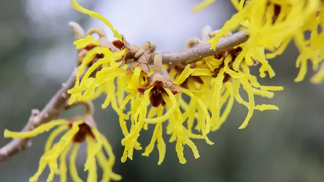 Witch hazel
