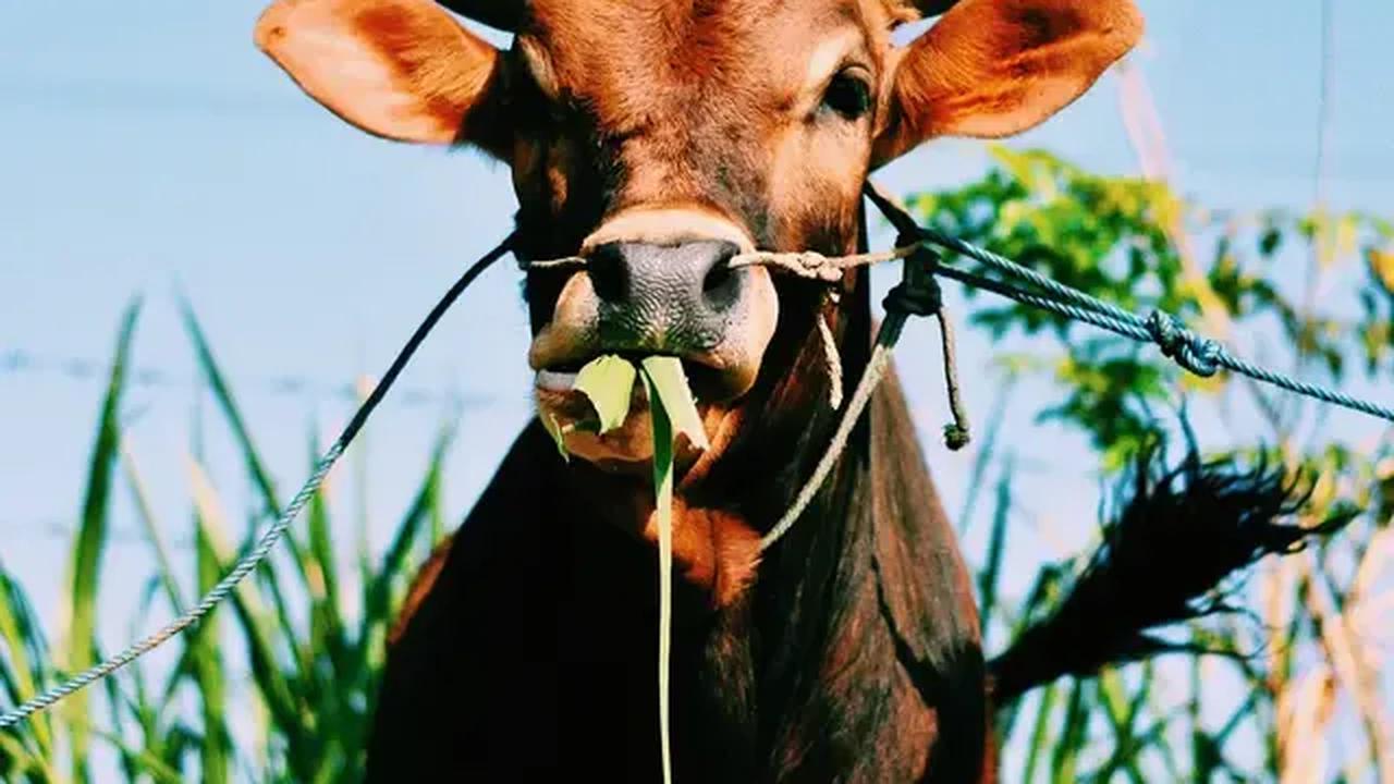 Penyakit Antraks merebak di Kabupaten Gunungkidul, DIY.