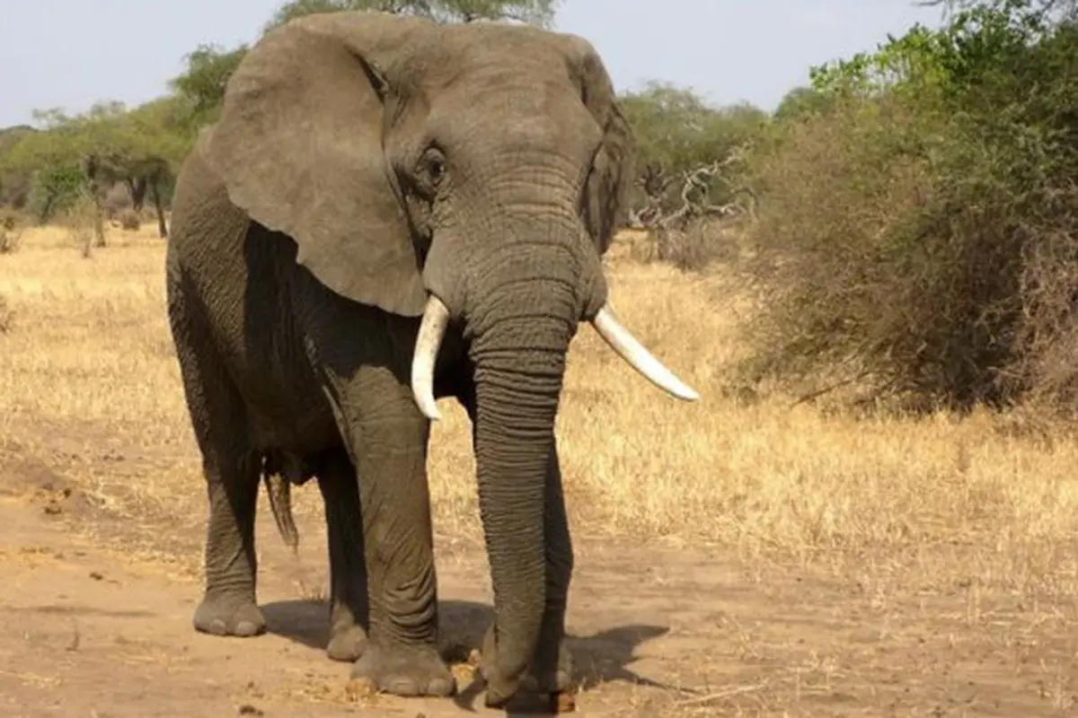 Ilustrasi Gajah
