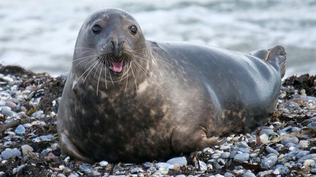 Ilustrasi anjing laut