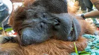 Tim gabungan Wildlife Rescue Unit (WRU) Balai KonservBKSDA Kalimantan Barat, Seksi Konservasi Wilayah (SKW) I Ketapang, dan IAR Indonesia, kembali melakukan translokasi satu individu orangutan jantan dewasa. (Liputan6.com/ Aceng Mukaram)