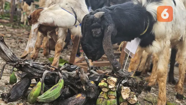 Ilustrasi Hewan Kurban, Idul Adha, Daging Kurban, Kambing (Foto: Aditya Eka Prawira/Liputan6.com)