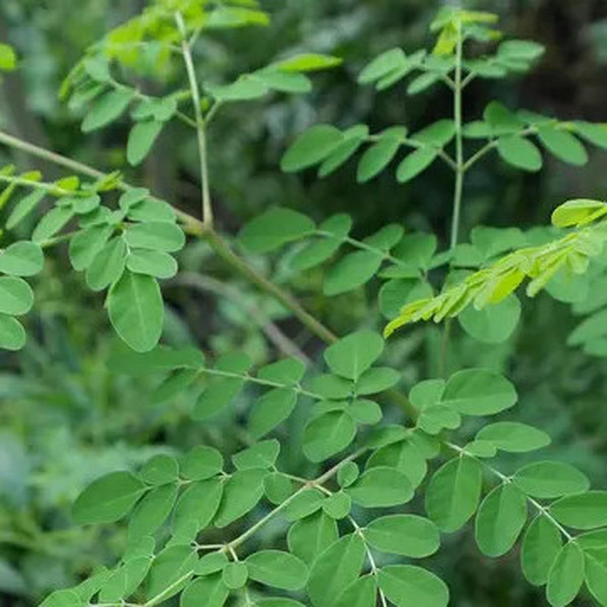 15 Manfaat Teh Daun Kelor, Rahasia Kesehatan dari 'Pohon Ajaib' untuk Tubuh Bugar