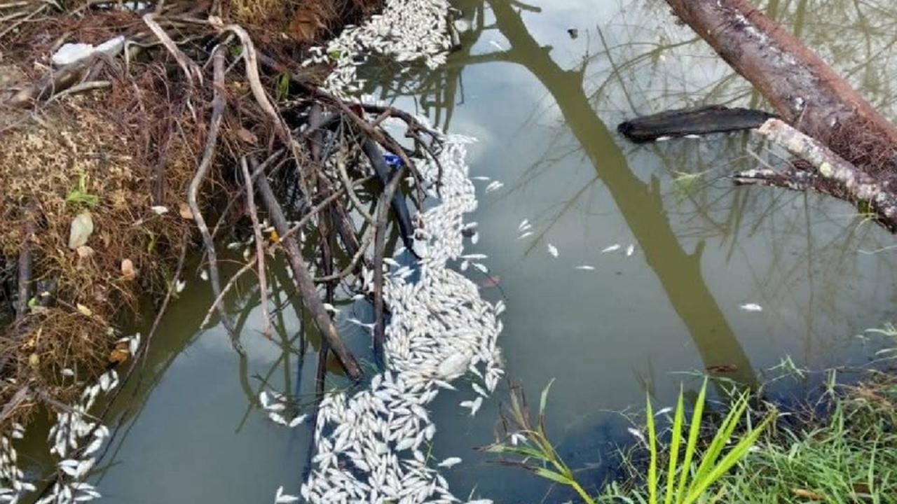 Ribuan Ikan Mati di Aceh Jaya: Diduga Akibat Limbah Tambak Udang Vaname, Ini Faktanya!