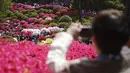 Dalam kepercayaan Shinto, Kuil Nezu Shrine dibangun sekitar 1900 tahun yang lalu, dan dianggap sebagai salah satu kuil tertua di Tokyo. (AP Photo/Eugene Hoshiko)