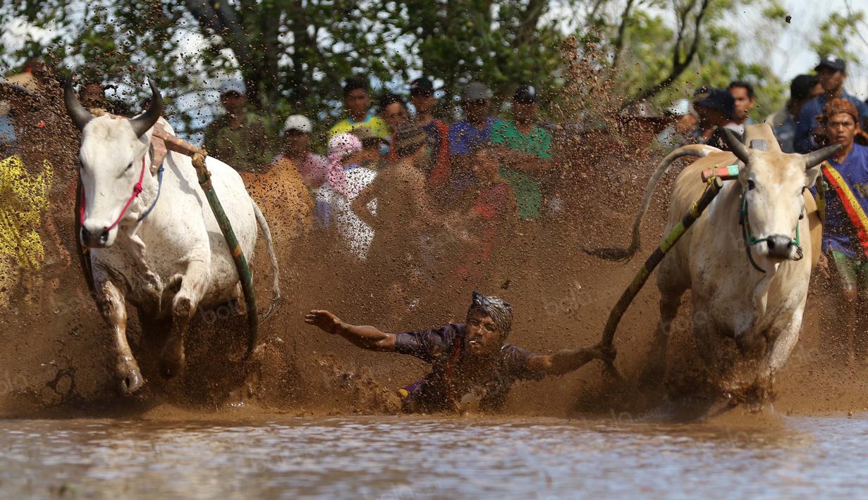 Seorang pengendara atau joki Pacu Jawi  terjatuh saat beraksi pada ajang Pacu Jawi di Tanah Datar, Sumatera Barat, Sabtu (13/8/2016). (Bola.com/Nicklas Hanoatubun)