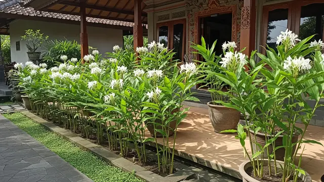 5 Tanaman Rimpang dengan Bunga Cantik untuk Teras, Pilihan Terbaik untuk Hunian