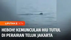 Seekor hiu yang diduga berjenis hiu tutul berukuran besar muncul di perairan Teluk Jakarta. Kemunculan hiu tutul di kawasan nelayan Kalibaru, Cilincing, Jakarta Utara ini terekam kamera warga dan menyebar di media sosial.