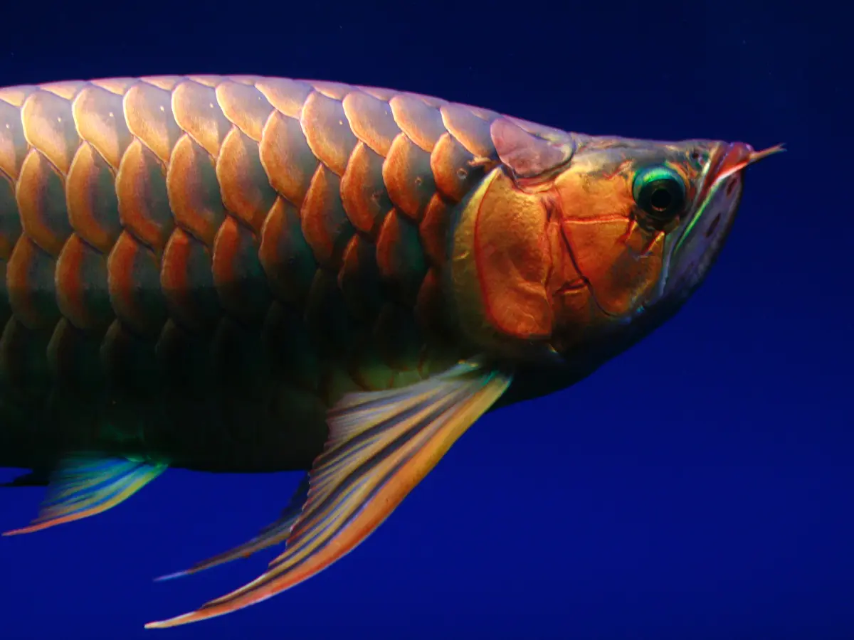 Kilauan Memikat: Arti Mimpi Melihat Ikan Berkilau