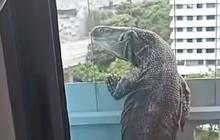Heboh, Biawak 1,5 Meter Panjat Apartemen Lantai 11, Warga Panik dan Bingung