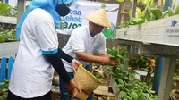 Taman Vertikal di Desa Sehat Cicadas Bantu Tekan Anggaran Belanja Rumah Tangga. (Geiska Vatikan Isdy)