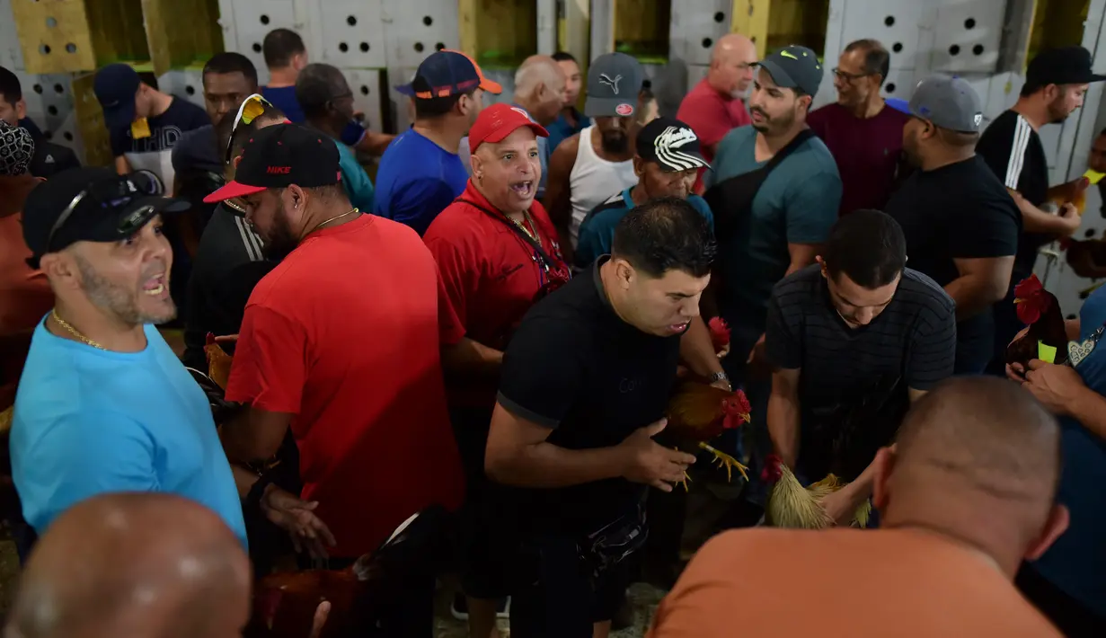 Sejumlah peserta membawa ayam mereka untuk bertanding di klub sabung ayam Campanillas, Toa Baja, Puerto Rico, Rabu (18/12/2019). Puerto Rico menentang undang-undang federal yang akan menutup sabung ayam legal di teritorial Amerika Serikat mulai minggu ini. (AP Photo/Carlos Giusti)
