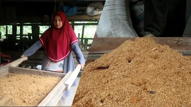 Hasil Budi Daya Jamur Tiram Dianawati