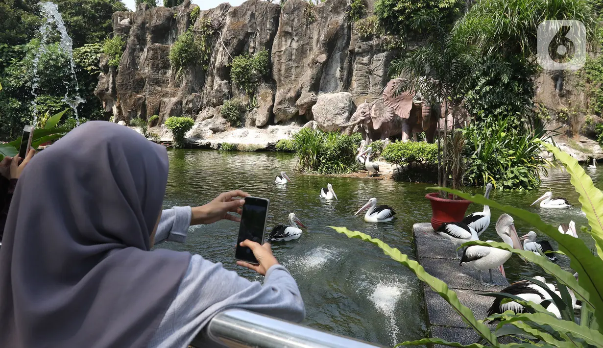 Wisatawan mengambil gambar kawanan Burung Pelikan saat berkunjung ke Taman Margasatwa Ragunan, Jakarta, Sabtu (1/8/2020). Di masa pandemi corona ini, Ragunan sepi pengunjung di libur panjang Idul Adha 1441 H dibandingkan tahun lalu. (Liputan6.com/Herman Zakharia)