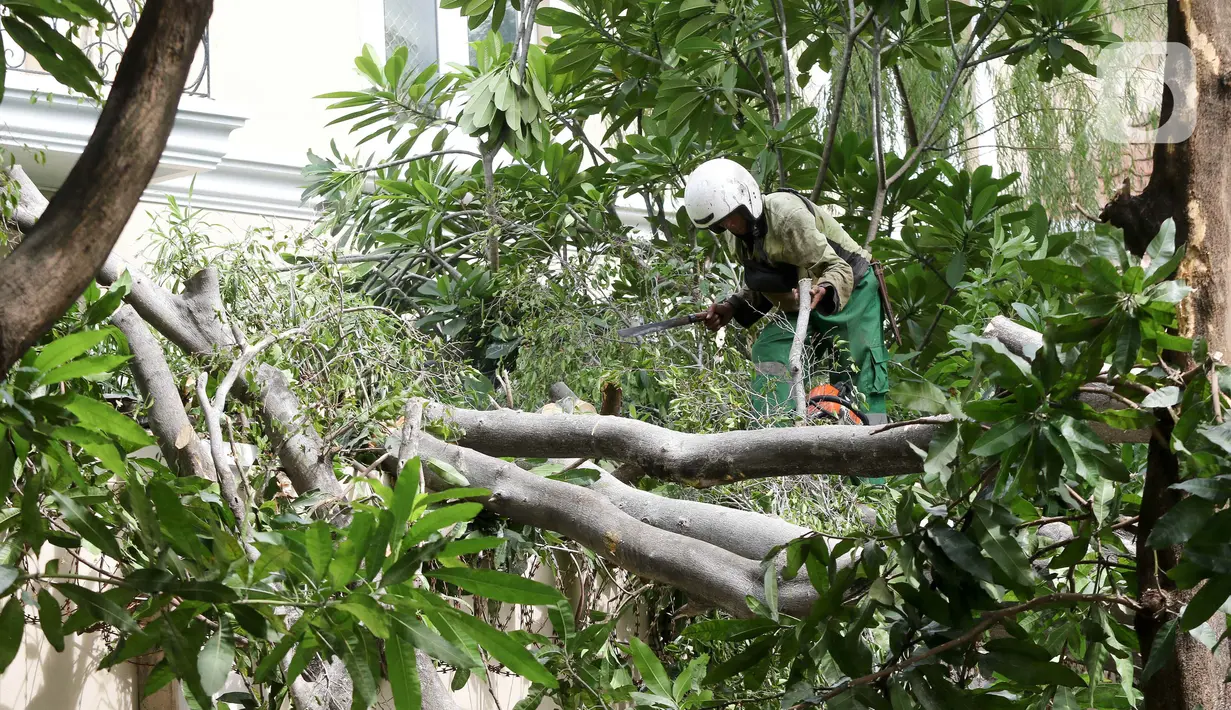 Menurut saksi mata, sebelum tumbang, pohon tersebut terlihat miring tertiup angin. (Liputan6.com/Herman Zakharia)