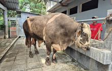 Fantastis! Sapi Kurban Presiden Prabowo Subianto 'Parikesit' Capai 1,13 Ton
