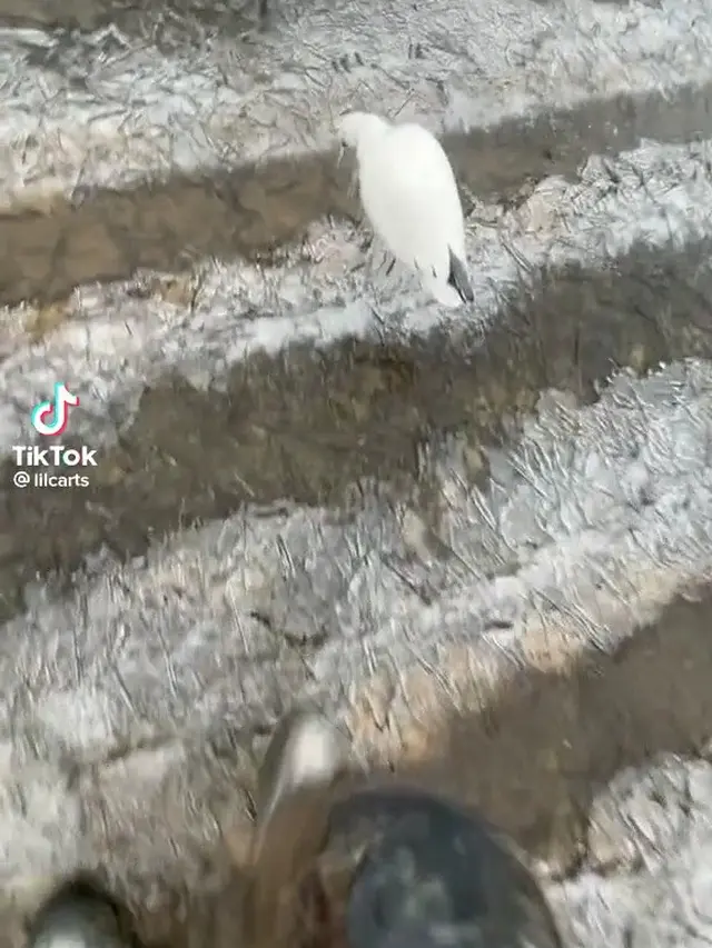 Video burung beku