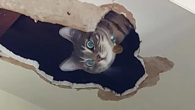 10 Potret Lucu Kucing Muncul dari Lubang di Langit-Langit Ini Bikin Gemas