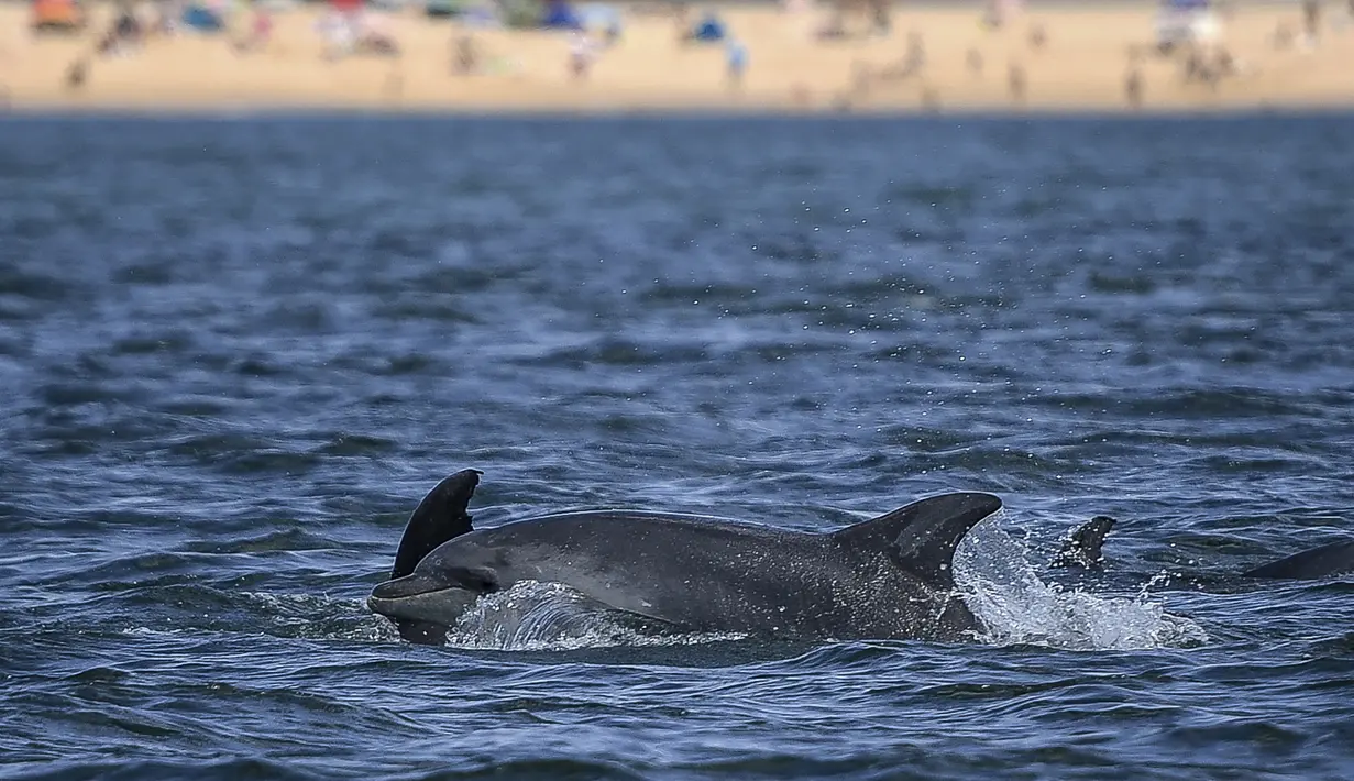 Lumba-lumba berenang di Tagus melewati perahu pengamat spesies laut di lepas pantai Lisbon, Portugal pada 7 Agustus 2021. Sejak adanya pembatasan aktivitas warga akibat pandemi covid-19 (lockdown), lumba-lumba telah kembali ke muara Tagus. (PATRICIA DE MELO MOREIRA / AFP)