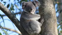 Koala Sering Dianggap Hewan Bodoh dan 'Pemabuk', Ternyata... (Wildlife Research/Jason Edgard)