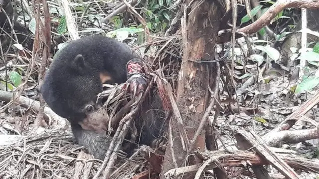 Seperti Menyapa, Anak Beruang Ini Ternyata Beri Isyarat Bantuan Pada Manusia
