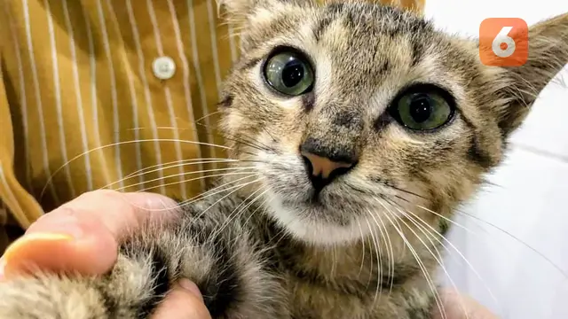Bukan Cuma Makanan, Kucing Liar Juga Butuh Sterilisasi dan Vaksinasi Rabies