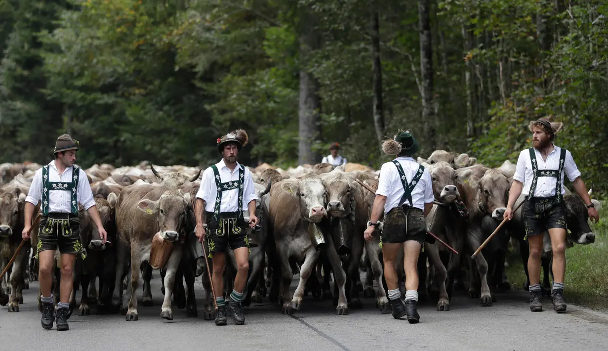 Penggembala Bavaria menggiring hewan ternak mereka di pegunungan dekat Oberstdorf, Jerman, Kamis (13/9). Memasuki musim gugur, penggembala Bavaria akan memindahkan hewan ternak mereka untuk mendapatkan rumput di lembah. (AP Photo/Matthias Schrader)