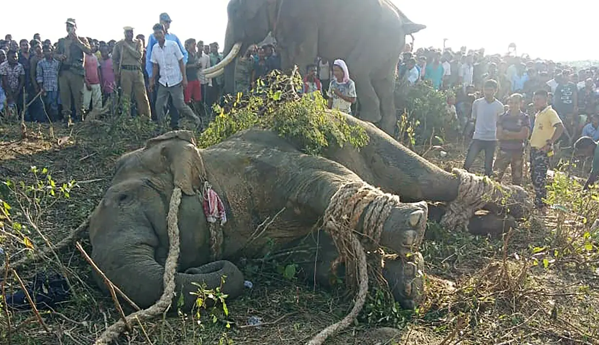 Gajah liar yang dijuluki Osama bin Laden terbaring setelah ditangkap oleh penduduk desa di Divisi Hutan Rongjuli, Distrik Goalpara, Assam, India, Selasa (12/11/2019). Penduduk desa menjulukinya Osama bin Laden karena telah mengamuk dan membunuh warga. (STR/AFP)