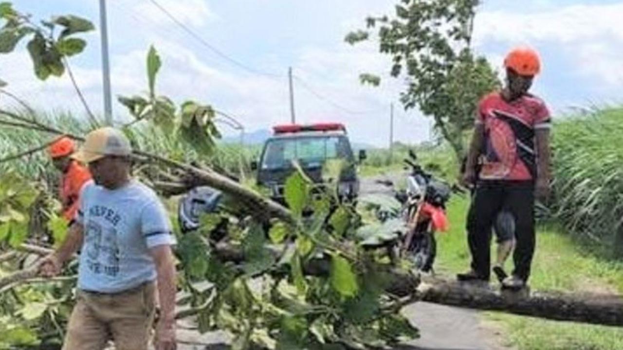Cuaca Ekstrem Picu Bencana Magetan: Puluhan Pohon Tumbang dan Kerusakan Meluas