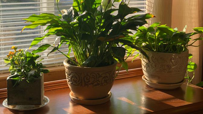 Overdosis Tanaman Hias Picu Stres? Temukan Jumlah Ideal untuk Rumah Bahagia