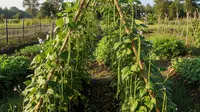 7 Cara Menanam Kacang Panjang Rambat dengan Para-Para Sederhana untuk Pemula