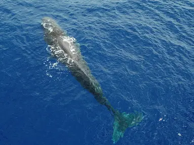 Foto dari udara memperlihatkan seekor paus sperma di Laut China Selatan pada 24 Juli 2020. Akademi Ilmu Pengetahuan China pada 28 Juli 2020 mengatakan tim peneliti China menemukan 11 spesies paus di Laut China Selatan selama ekspedisi ilmiah laut dalam. (Xinhua/Zhang Liyun)