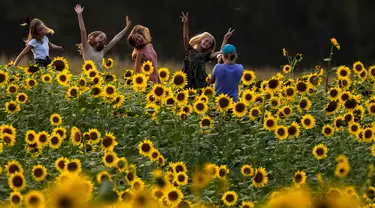 Para gadis berfoto di ladang bunga matahari di Grinter Farms, dekat Lawrence, Kansas pada 7 September 2020. Ladang seluas 26 acre yang ditanam setiap tahunnya oleh keluarga Grinter itu menarik ribuan pengunjung selama akhir musim panas saat mekarnya bunga matahari. (AP Photo/Charlie Riedel)