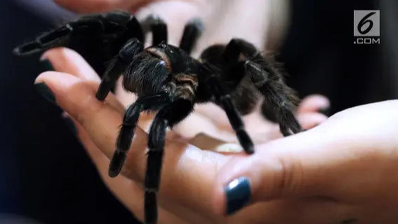 Selundupkan Ratusan Ekor Tarantula, Kelabang dan Semut dari Hutan Amazon, Pria Asal Korea Selatan Ditangkap di Peru
