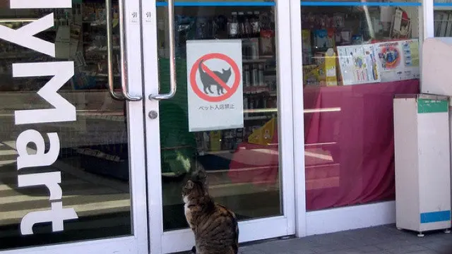 6 Pesan Untuk Kucing Lewat Tulisan Kertas Ini Nyeleneh, Bikin Ngakak