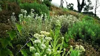 Edelweis jenis Anaphalis maxima tumbuh diantara tiga jenis bunga abadi lain di puncak Gunung Ciremai.Foto (Liputan6.com / Hendri Haryadi TNGC)