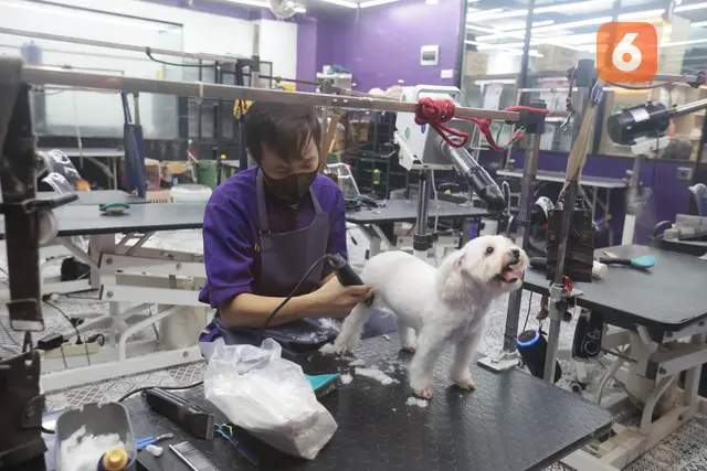 Dari Cukur Bulu hingga Mandi Mengintip Cuan Bisnis Pet Shop