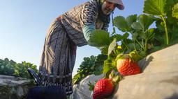 Seorang petani Mesir memanen stroberi di sebuah ladang di Toukh, di luar Kairo, Rabu (18/1/2023). Mesir telah memasuki musim panen stroberi musim dingin. (AP Photo/Amr Nabil)