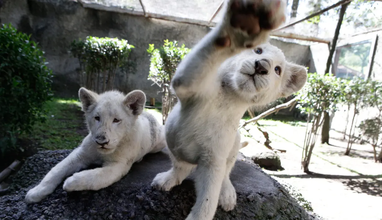 Sepasang anak singa putih berusia empat bulan bermain di kandang mereka di Kebun Binatang Altiplano di Tlaxcala, Meksiko, Selasa (7/8). Kebun binatang mengadakan kontes pemberian nama untuk mereka. (AP Photo/Rebecca Blackwell)