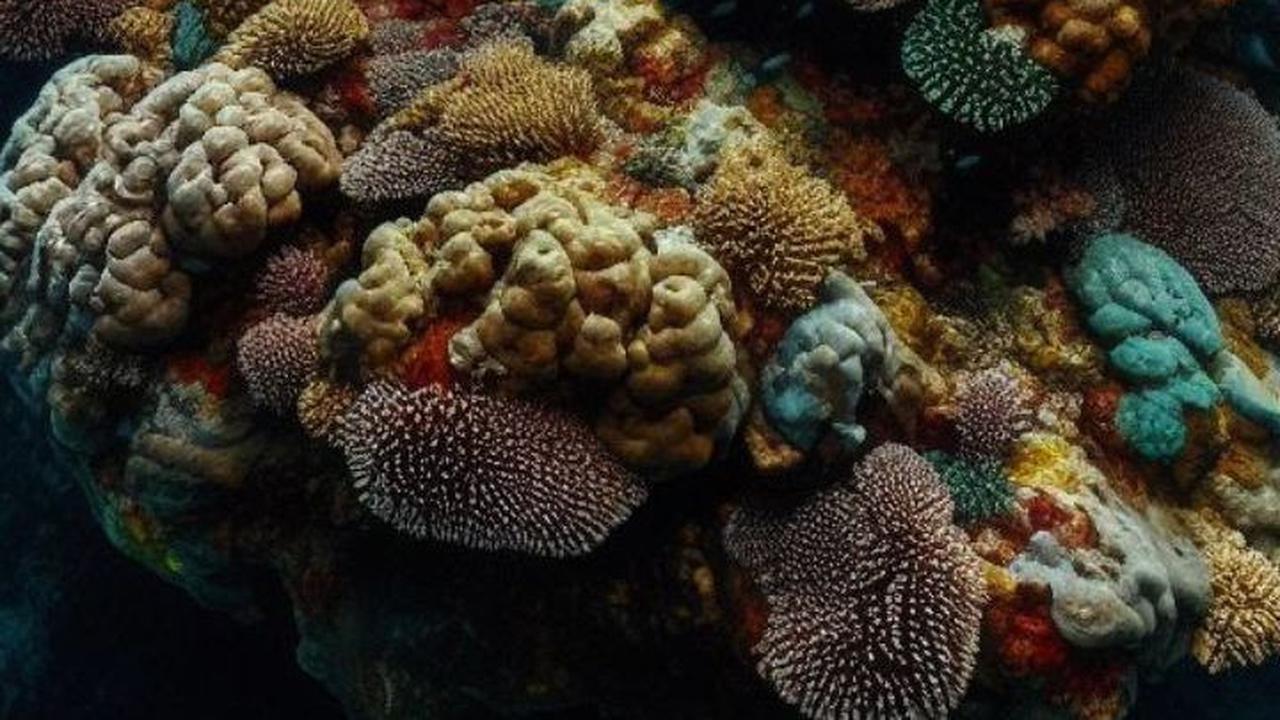 Ilmuwan Dibuat Bingung Ada Batuan Super Besar yang “Hidup” di Dasar Samudera Pasifik, Ternyata ini Penyebabnya