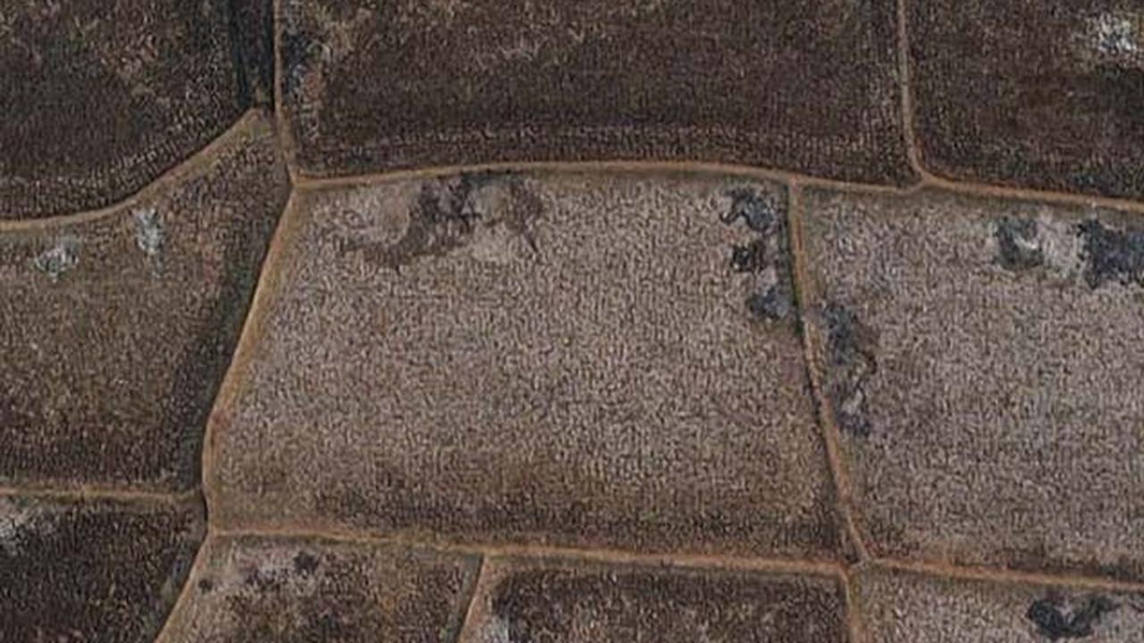 FOTO: Penampakan Sawah di Bekasi Kering Kerontang dan Tak Bisa Ditanami, Banyak Petani Nganggur