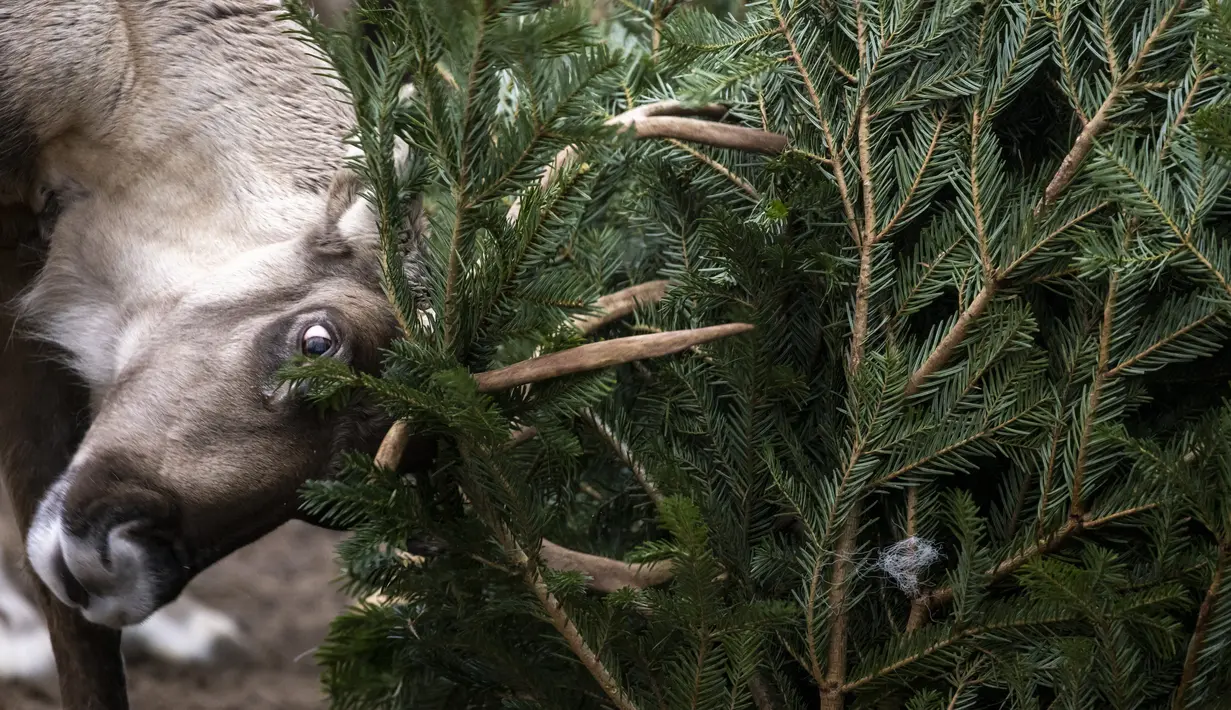 Rusa kutub berpesta dengan pohon Natal di Kebun Binatang Berlin, Jerman, pada Rabu (29/12/2021). Banyak pohon Natal yang tersisa setelah perayaan berakhir sebagai makanan berbagai hewan di kebun binatang Berlin. (Odd ANDERSEN / AFP)
