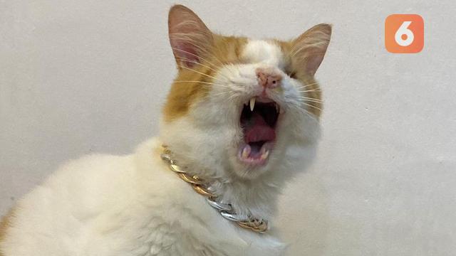 Mboy Deretan Kucing Viral dengan Pengikut Terbanyak di Media Sosial