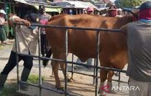 Pemkab Sampang Perketat Pengawasan Kesehatan Hewan Kurban Jelang Idul Adha 1447 H