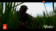 Kemarau panjang berdampak pada puluhan hektar tanaman padi yang berumur 1 hingga 1,5 bulan menjadi kering, karena kurangnya pasokan air membuat tanaman menjadi kuning dan tak sehat, tanah di area juga menjadi retak-retak.