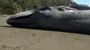 <p>Seekor paus biru besar, yang dianggap sebagai hewan terbesar di Bumi, terdampar di sebuah pantai di Chili selatan, kemungkinan setelah mati di laut, kata pihak berwenang setempat, pada hari Minggu (6/8/2023). (CLAUDIO KOMPATZKI / DEFENDAMOS CHILOE / AFP)</p>